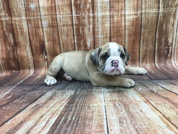 English Bulldog-DOG-Male-Fawn and White-23514-Petland Scottsdale, Arizona
