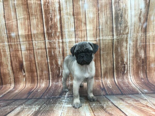 2nd Gen Puggle-DOG-Female-Fawn-23520-Petland Scottsdale, Arizona