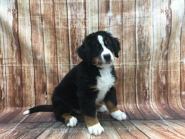 Bernese Mountain Dog-DOG-Male-Black / Tan-23525-Petland Scottsdale, Arizona