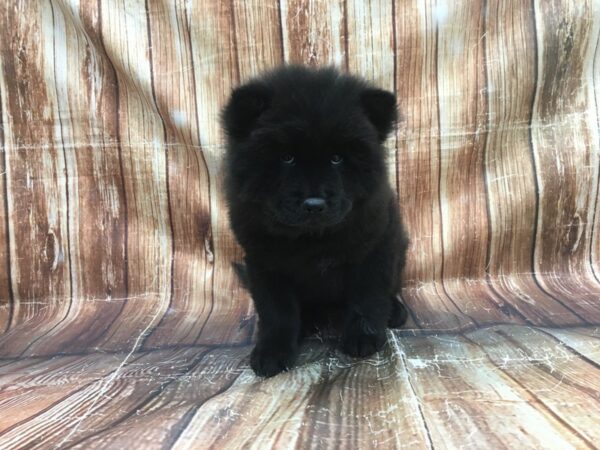 Chow Chow-DOG-Female-Black-23516-Petland Scottsdale, Arizona