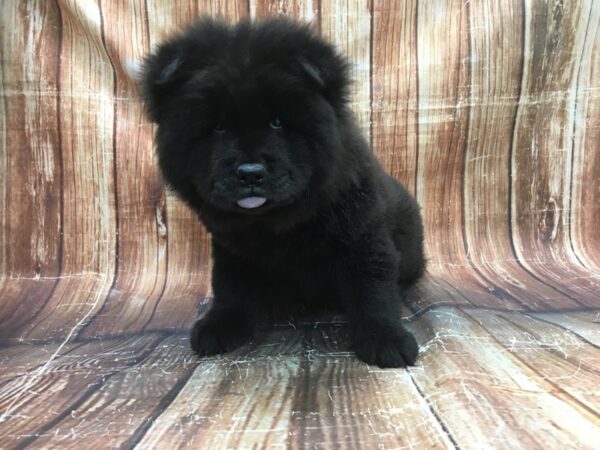Chow Chow-DOG-Male-Black-23517-Petland Scottsdale, Arizona