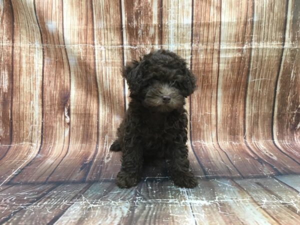 F1B Aussiedoodle-DOG-Female-Brown-23515-Petland Scottsdale, Arizona