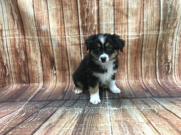 Miniature American Shepherd-DOG-Male-Black-23519-Petland Scottsdale, Arizona