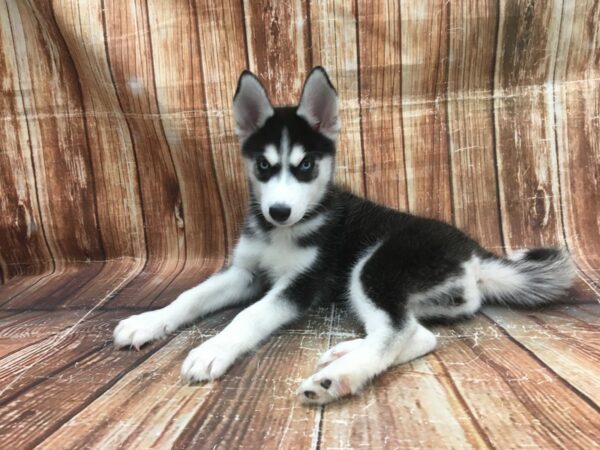 Siberian Husky-DOG-Female-Black / White-23521-Petland Scottsdale, Arizona