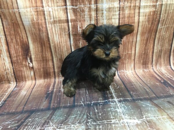 Yorkshire Terrier-DOG-Male-Black and Tan-23518-Petland Scottsdale, Arizona