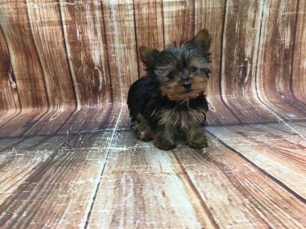 Yorkshire Terrier-DOG-Female-Black / Tan-23522-Petland Scottsdale, Arizona