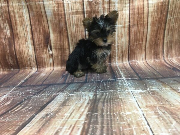 Yorkshire Terrier-DOG-Male-Black / Tan-23523-Petland Scottsdale, Arizona