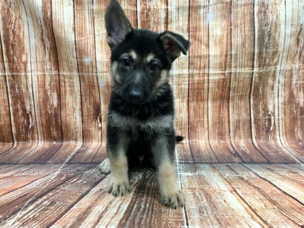 German Shepherd Dog-DOG-Male-Black / Tan-23566-Petland Scottsdale, Arizona