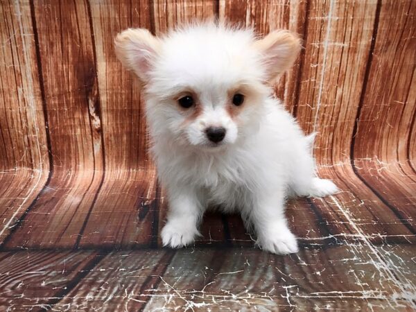 Chihuahua/Maltese-DOG-Female-White / Cream-23565-Petland Scottsdale, Arizona