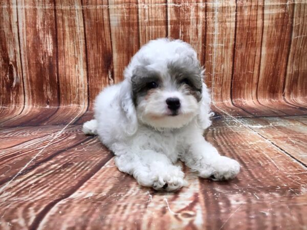F1B Mini Goldendoodle-DOG-Male-White / Blue Merle-23567-Petland Scottsdale, Arizona