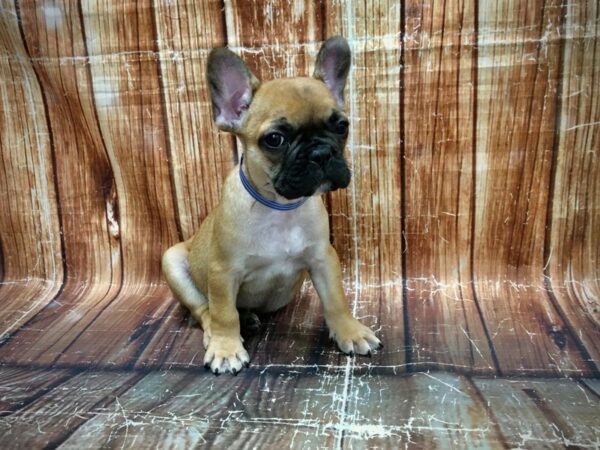French Bulldog-DOG-Male-Fawn-23556-Petland Scottsdale, Arizona