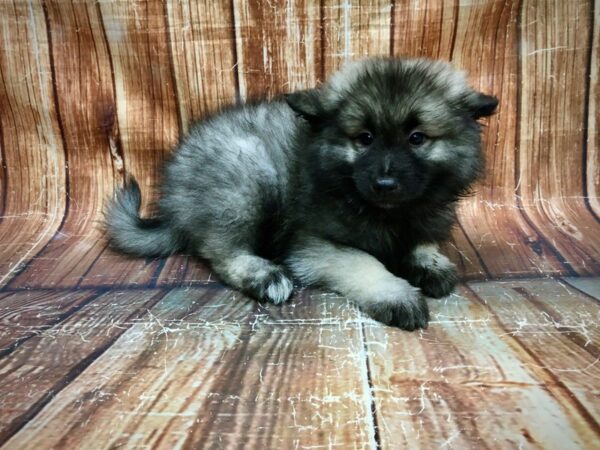 Keeshond-DOG-Female-Black / Silver-23564-Petland Scottsdale, Arizona