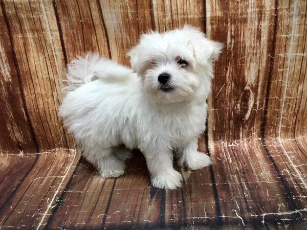 Maltese-DOG-Female-White-23557-Petland Scottsdale, Arizona