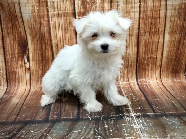 Maltese-DOG-Female-White-23558-Petland Scottsdale, Arizona