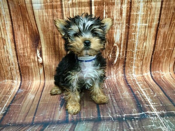 Yorkshire Terrier-DOG-Male-Black / Tan-23560-Petland Scottsdale, Arizona