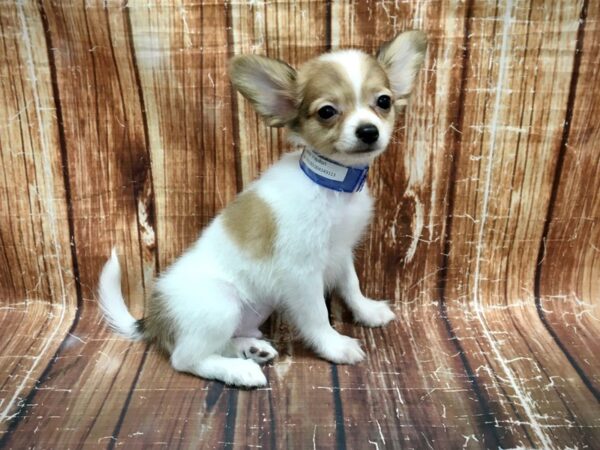 Papillon-DOG-Male-White / Sable-23559-Petland Scottsdale, Arizona