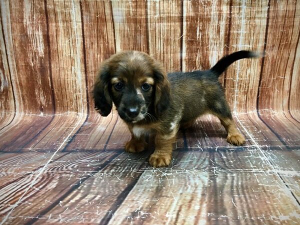 Dachshund-DOG-Female-Red Sable-23555-Petland Scottsdale, Arizona
