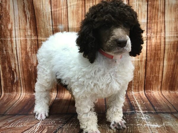 Standard Poodle-DOG-Female-White / Chocolate-23562-Petland Scottsdale, Arizona