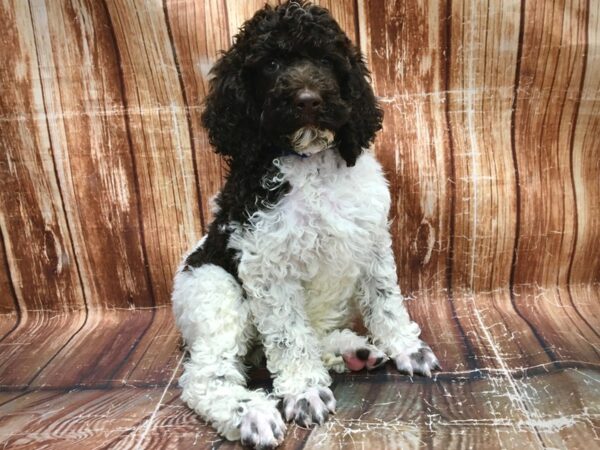 Standard Poodle-DOG-Male-White / Chocolate-23563-Petland Scottsdale, Arizona