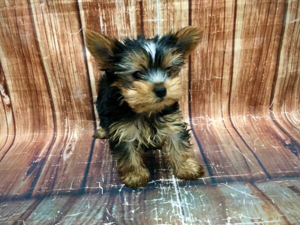 Yorkshire Terrier-DOG-Female-Black / Tan-23561-Petland Scottsdale, Arizona