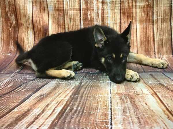 German Shepherd Dog-DOG-Female-Black and Tan-23553-Petland Scottsdale, Arizona