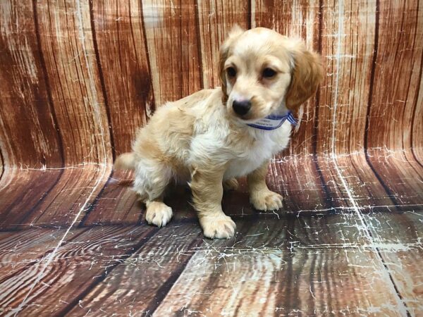 Cocker Spaniel/Poodle-DOG-Male-Buff-23554-Petland Scottsdale, Arizona