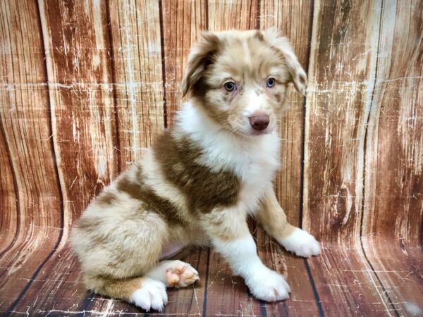 Australian Shepherd-DOG-Female-Red Merle-23545-Petland Scottsdale, Arizona