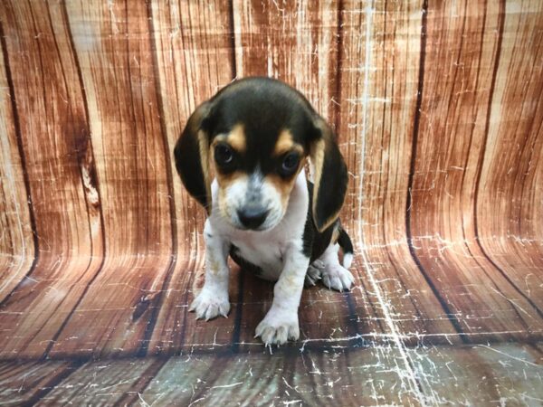 Beagle-DOG-Female-Black White and Tan-23546-Petland Scottsdale, Arizona