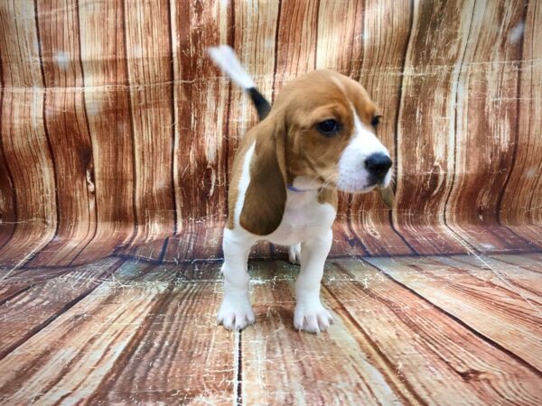 Beagle-DOG-Male-Red and White-23547-Petland Scottsdale, Arizona