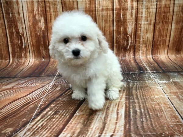 Bichon Frise-DOG-Female-White-23548-Petland Scottsdale, Arizona