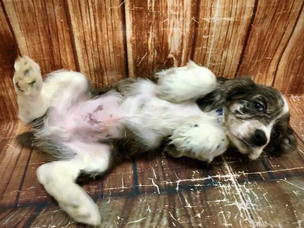 Cocker Spaniel-DOG-Male-Blue Roan-23544-Petland Scottsdale, Arizona