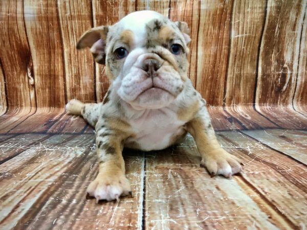 English Bulldog-DOG-Female-Red and White-23542-Petland Scottsdale, Arizona