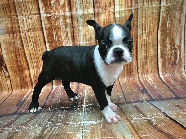 Boston Terrier-DOG-Female-Black and White-23549-Petland Scottsdale, Arizona