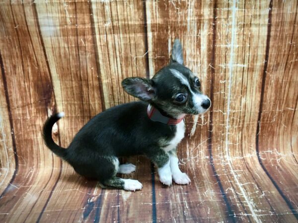 Chihuahua-DOG-Female-Black and Tan-23543-Petland Scottsdale, Arizona