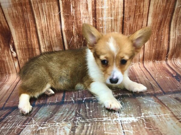 Pembroke Welsh Corgi-DOG-Female-Red-23552-Petland Scottsdale, Arizona