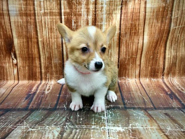Pembroke Welsh Corgi-DOG-Female-Sable-23551-Petland Scottsdale, Arizona