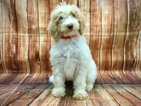 Standard Poodle-DOG-Female-Cream and White-23550-Petland Scottsdale, Arizona