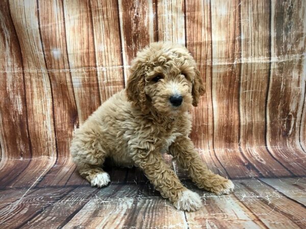 F1B Goldendoodle-DOG-Female-Golden-23571-Petland Scottsdale, Arizona