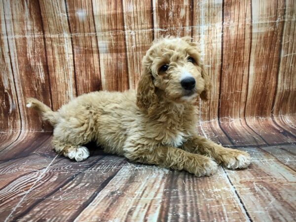 F1B Goldendoodle-DOG-Female-Golden-23570-Petland Scottsdale, Arizona