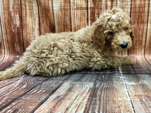 F1B Goldendoodle-DOG-Male-Golden-23569-Petland Scottsdale, Arizona