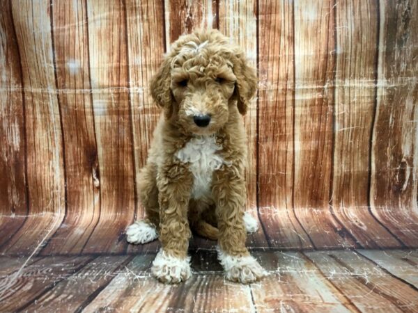 F1B Goldendoodle-DOG-Male-Golden-23568-Petland Scottsdale, Arizona