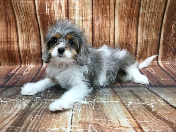 Cavalier King Charles Spaniel/Poodle-DOG-Female--23586-Petland Scottsdale, Arizona