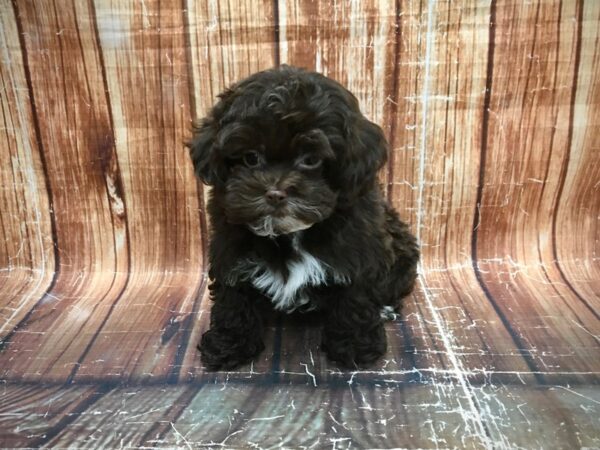 Poodle/Shih Tzu-DOG-Male-Chocolate-23585-Petland Scottsdale, Arizona