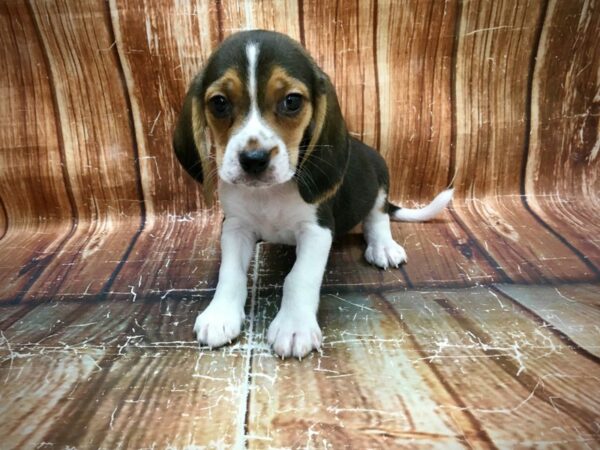 Beagle-DOG-Male-Black White / Tan-23580-Petland Scottsdale, Arizona