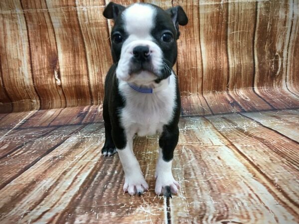 Boston Terrier-DOG-Male-Black Brindle-23581-Petland Scottsdale, Arizona