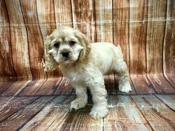 Cocker Spaniel-DOG-Female-Buff-23582-Petland Scottsdale, Arizona