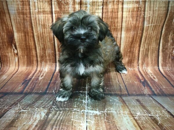 Havanese-DOG-Female-Gold-23583-Petland Scottsdale, Arizona
