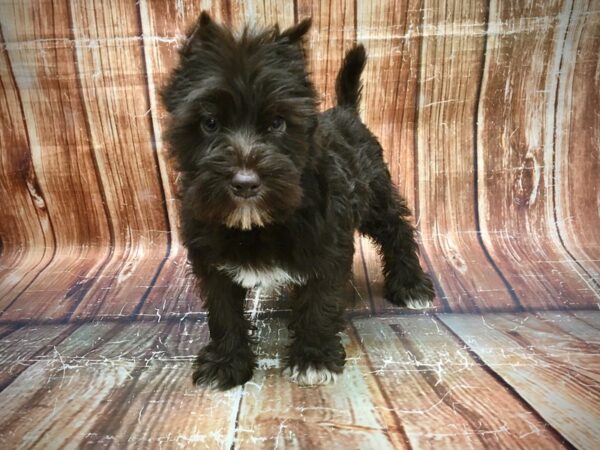 Miniature Schnauzer-DOG-Male-Chocolate-23584-Petland Scottsdale, Arizona