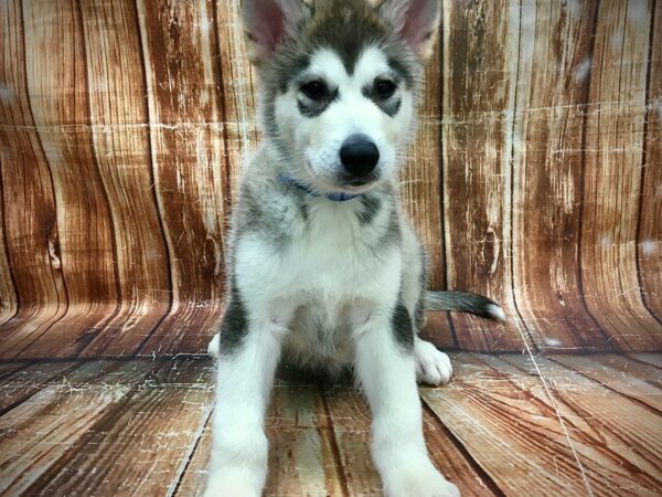 Alaskan Malamute-DOG-Male-Sable and White-23574-Petland Scottsdale, Arizona