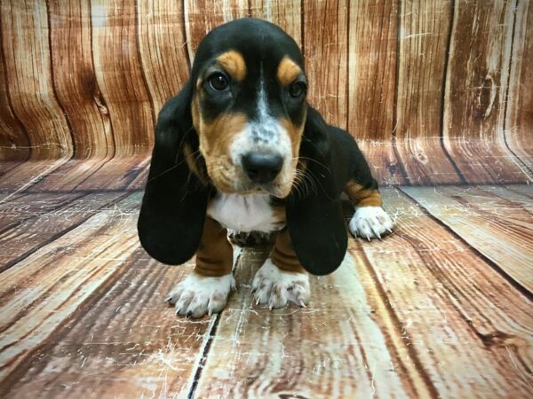 Basset Hound-DOG-Female-Black Tan and White-23575-Petland Scottsdale, Arizona